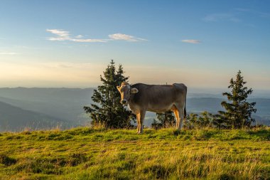 Yürüyüş yolunun yanında, Vorarlberg, Avusturya 'daki yeşil otlakta farklı renklerde inekler var. Alp 'te inekler ve sığırlar, arka planda sarı çimenler ve dağlar olan çayırlar, 
