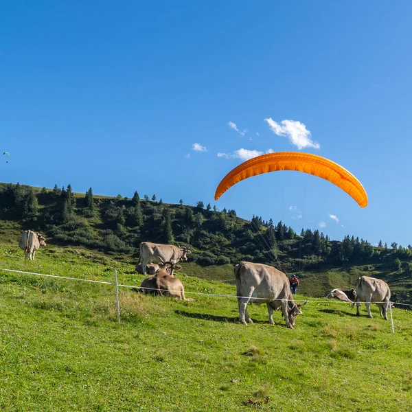 Alpská Krajina Pasoucí Krávou Mezi Startovním Padákem Zelené Louce Jedlí — Stock fotografie