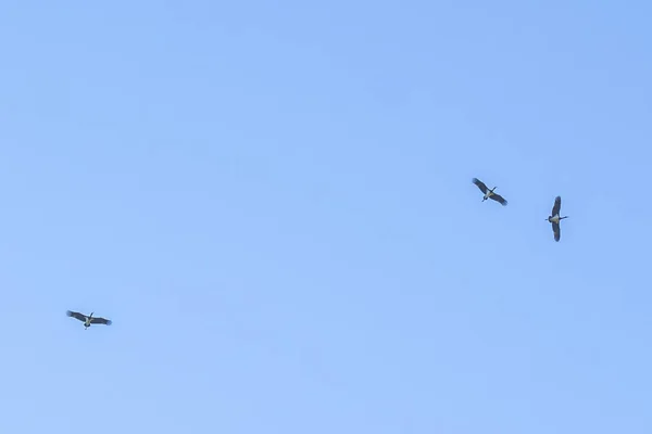 Black stork flies over the Bregenzerwald to the south, black stork on the move in the blue sky, bird migration, bird in flight