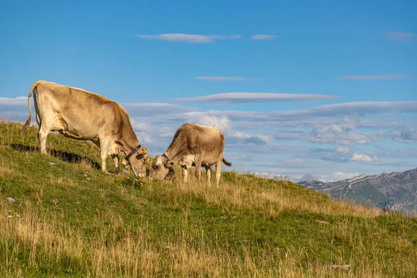 Yürüyüş yolunun yanında, Vorarlberg, Avusturya 'daki yeşil otlakta farklı renklerde inekler var. Alp 'te inekler ve sığırlar, arka planda sarı çimenler ve dağlar olan çayırlar, 