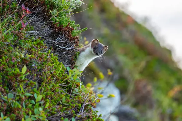 stock image Weasel looks around the corner with interest on the island of Hillesya in Troms, Norway. Ermine in autumn dress between wildflowers and blueberry bushes