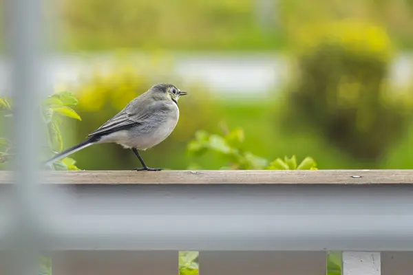 stock image Gray white black marked bird, wagtail, on the balcony railing. interesting effect due to the blurred background