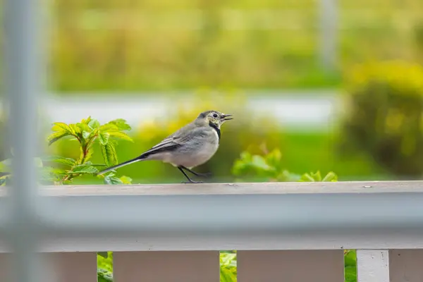 stock image Gray white black marked bird, wagtail, on the balcony railing. interesting effect due to the blurred background