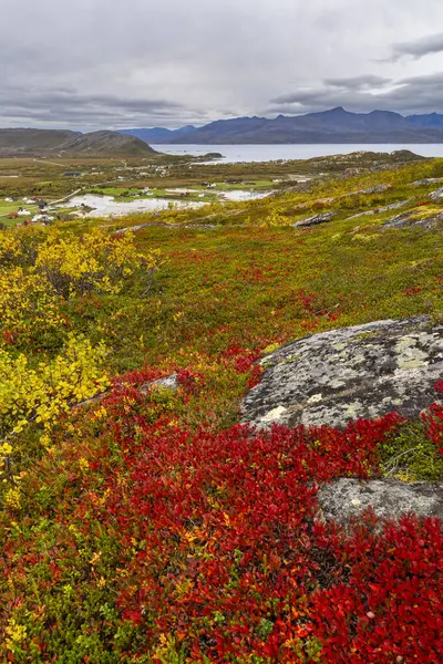 great autumnal red-colored plants in the barren nature of the island of Kvalya, in Troms, Norway. deep glacial valleys with colored trees and rocky peaks in autumn. wonderful, quiet natur for hiking