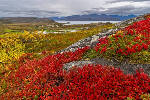 Большие Осенние Красные Растения Бесплодной Природе Острова Кваля Трумсе Норвегия Лицензионные Стоковые Фото