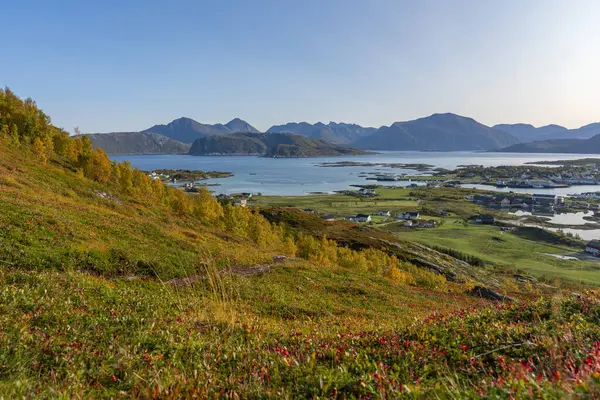 Большие Осенние Красные Растения Бесплодной Природе Острова Кваля Трумсе Норвегия Стоковое Изображение