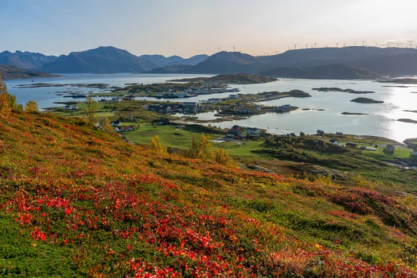Большие Осенние Красные Растения Бесплодной Природе Острова Кваля Трумсе Норвегия Стоковая Картинка