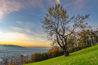 Panorama Sunset in the Rhine Valley, with a single tree, blue sky over the city of Dornbirn, meadow and autumn colored trees. beautiful afterglow, interesting colored veil clouds over Swiss mountains clipart