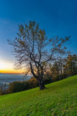 Panorama Sunset in the Rhine Valley, with a tree, blue sky over the city of Dornbirn, meadow and fields. autumn colored trees. beautiful afterglow, interesting colored veil clouds over Swiss mountains clipart