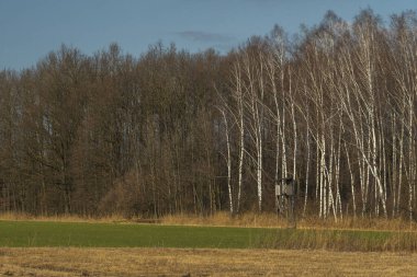 Sarı ve yeşil çimenli sonbahar otlağında tek bir ağaç, tarlada huş ağacı, ormanın kenarı ve dağ arkaplanı, kontrastla dolu bulutlu manzara