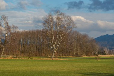 illuminated single tree on autumnal colored meadow with yellow and green grass, birch tree on field, edge of forest and mountain background, cloudy landscape with interesting scenery full of contrast clipart