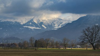 Sarı ve yeşil çimenli sonbahar otlağında tek bir ağaç, tarlada huş ağacı, ormanın kenarı ve dağ arkaplanı, kontrastla dolu bulutlu manzara