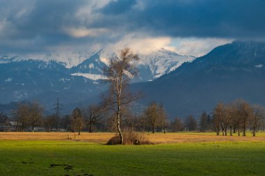 Sarı ve yeşil çimenli sonbahar otlağında tek bir ağaç, tarlada huş ağacı, ormanın kenarı ve dağ arkaplanı, kontrastla dolu bulutlu manzara