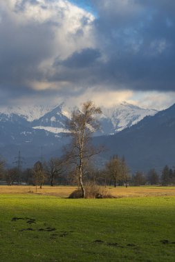 Sarı ve yeşil çimenli sonbahar otlağında tek bir ağaç, tarlada huş ağacı, ormanın kenarı ve dağ arkaplanı, kontrastla dolu bulutlu manzara
