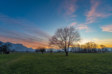 Çayırda tek bir ağaçla parlayan panorama, günbatımı renkli gökyüzünün altında baskın ıhlamur ağacı, turuncu, kırmızı bulutlar ve mavi gökyüzü, fare tepecikli çayır, yer altı fare yuvasına fare deliği girişi