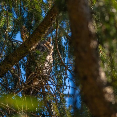benekli uzun kulaklı baykuş yoğun bir köknar ağacında oturur, baykuş saklanarak uyur, ladin dalları gece kuşunun etrafını sarar, öğleden sonra ağaçta uyur, zıtlık açısından zengin, orman baykuşlarıyla dolu,