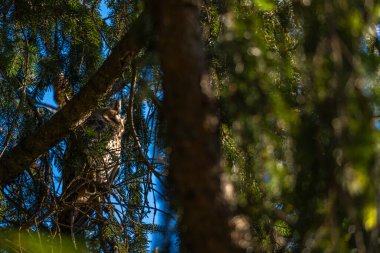 benekli uzun kulaklı baykuş yoğun bir köknar ağacında oturur, baykuş saklanarak uyur, ladin dalları gece kuşunun etrafını sarar, öğleden sonra ağaçta uyur, zıtlık açısından zengin, orman baykuşlarıyla dolu,