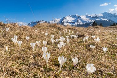 İlkbaharda güzel manzara beyaz tarlalar, yürüyüş alanında arka plandaki karlı dağlarda karlar erir ve timsahlar açar, kış biter.