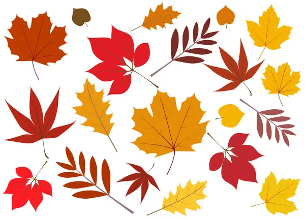 Beautiful Colorful Autumn Leaf Illustration — Stock Vector
