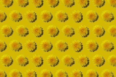 Sarı arkaplandaki sarı çiçekli karahindiba desenleri düzdü. Yaz ve bahar havası