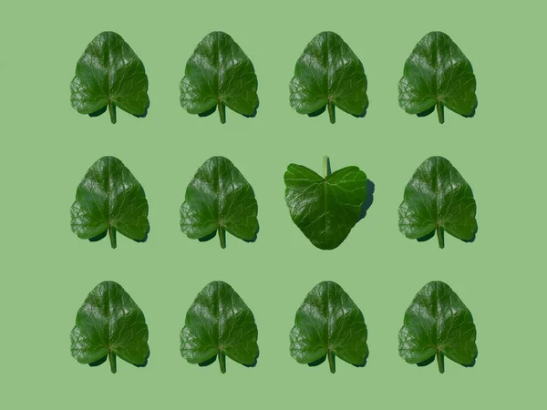 Green Leaves One Heart Shaped Green Background Creative Spring Summer — Stock Photo, Image
