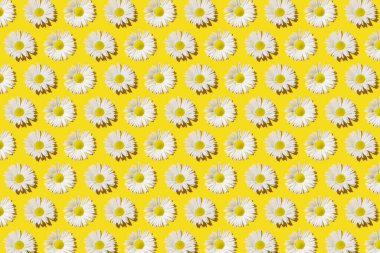 Açık sarı arka planda kusursuz beyaz papatya deseni. Parlak ve taze yaz ya da bahar havası, kavramsal minimalizm, düz uzanma