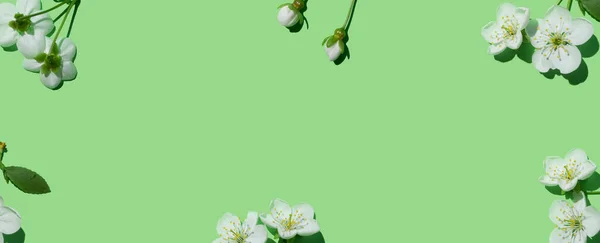 飘扬在浅绿色背景上的春花花蕾横幅 灿烂的花朵 简约平铺 复制空间 — 图库照片