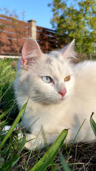 Портрет Милой Кошки Разными Цветными Глазами — стоковое фото