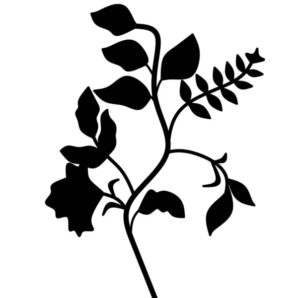 Ilustrace Grafický Obraz Květin Listů Černé Barvě Vhodné Pro Tapety — Stock fotografie