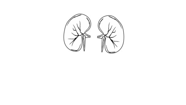 緑と白の背景にある健康な腎臓のアニメーション 健康な内容のために適した — ストック動画
