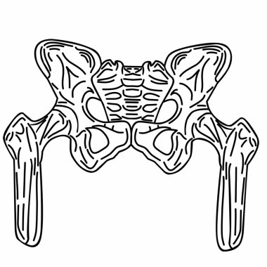 İnsan iskeleti, omurga, leğen kemiği ve kalça kemikleri. Beyaz arkaplanda çizgi grafik biçimi