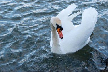 Viyana, Avusturya - 04 Nisan 2023: sessiz kuğu Tuna Nehri 'nde dolaşıyor