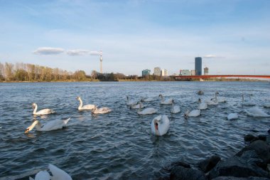 Viyana, Avusturya - 04 Nisan 2023: Dilsiz bir kuğu sürüsü nehirde geziniyor, Tuna Nehri kıyısında grup kompozisyonu