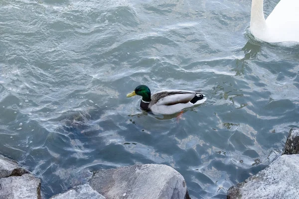 Viyana Avusturya Nisan 2023 Yaban Ördeği Kuşu Tuna Nehri Nde — Stok fotoğraf