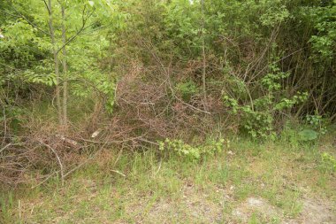 10.05.2022 Viyana, Avusturya Adadaki yeşil ağaçların töreni. Doğa: (Danube Adası)