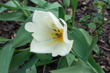 01.04.2023 Viyana, Avusturya. Yeşil çiçekli zambak. Lily, bitki, seçici odak ve bulanık arkaplan