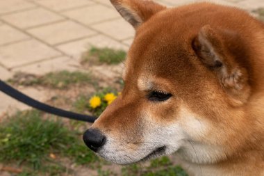 Shiba inu, köpek, Viyana şehrinin sokaklarında evcil hayvanlar