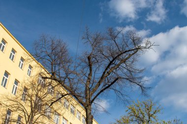 Mavi gökyüzü, doğa ve modern mimari Viyana şehrinin sokaklarında