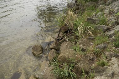 Su ve kayalar arasında yeşil bitkiler