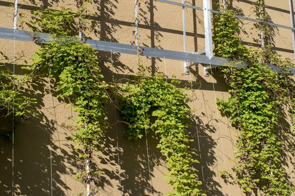 vertical garden: nature in the town, green ivy on the green wall, decorative leaves outdoors.