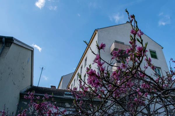 Viyana, Avusturya - 5 Nisan 2023 İlkbahar çiçekleri kiraz çiçekleri bulanık binalar, arka planda gökyüzü.