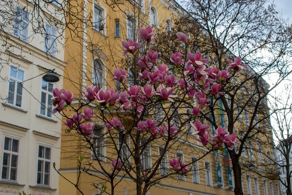 Цветущее Весной Дерево Магнолии Здания Заднем Плане Vienna Austria Апреля — стоковое фото