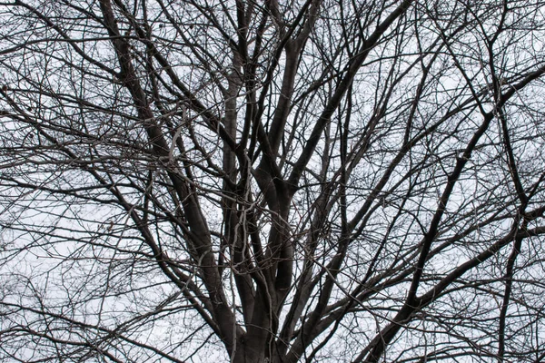 Viyana, Avusturya. 9 Nisan 2023 'te gökyüzü yapraksız.