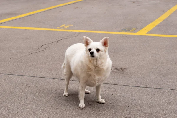Αμερικανικός Σκύλος Eskimo Ράτσα Σκύλου Αστικά Κατοικίδια Ζώα Στο Δρόμο — Φωτογραφία Αρχείου