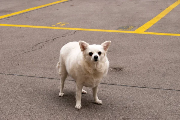 Αμερικανικός Σκύλος Eskimo Ράτσα Σκύλου Αστικά Κατοικίδια Ζώα Στο Δρόμο — Φωτογραφία Αρχείου