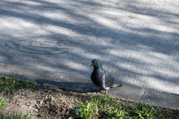 Viyana Sokaklarında Güvercinler Kuşlar Doğa Var — Stok fotoğraf