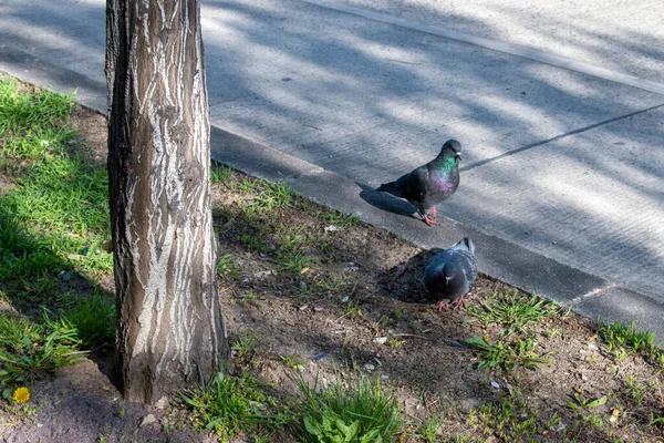 Feral Pigeons Birds Nature Street City Vienna — Stock Photo, Image
