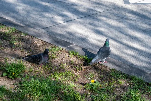 维耶纳市街上的野鸽 鸟类和大自然 — 图库照片