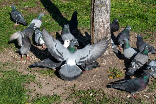Pombos Selvagens Pássaros Natureza Rua Cidade Vienna — Fotografia de Stock