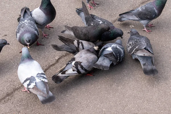 Дикі Голуби Птахи Природа Вулиці Місті Віенна — стокове фото